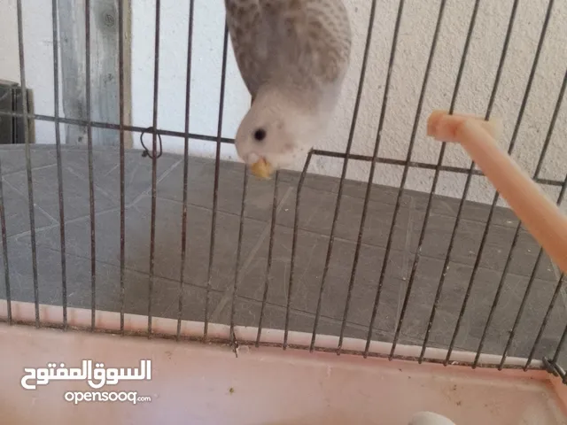 عصافير حب أليف 90%