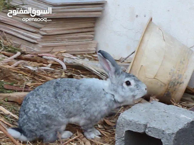 ارنب متوسط الحجم