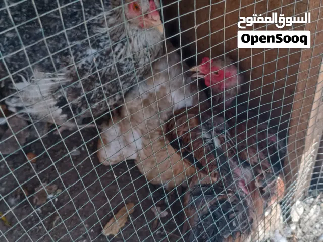 دجاج عرب كركات عدد 2