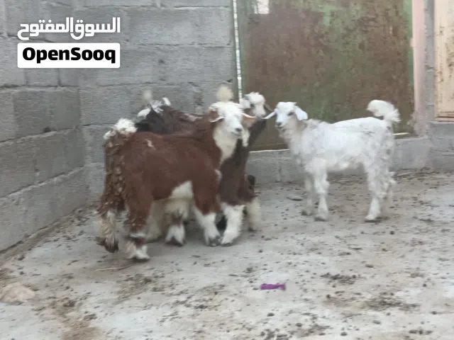 6 جدايا و3 صخلات حلال طيب للتربيه