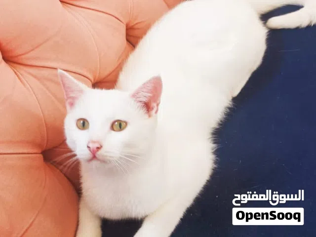 5 اناث شيرازي اقل من عامين
