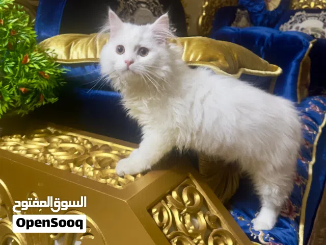 قطط شيرازي للبيع خفيف دم ومليان طاقة...ما يخليك تمل أبداً  إذا تحب الجو الحلو واللعب...هذا الصغير لك