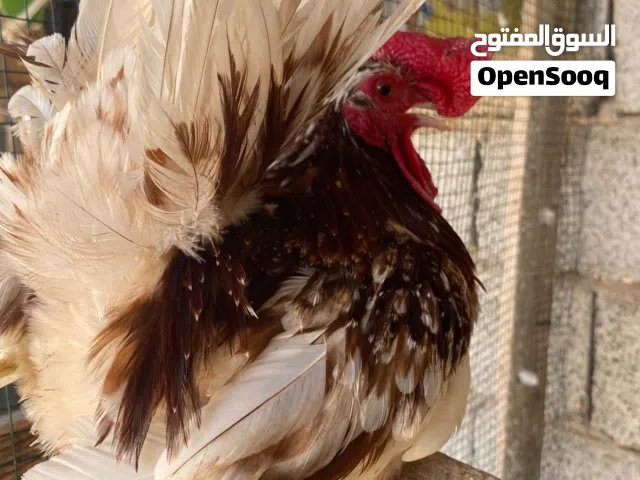 كوبية كيني