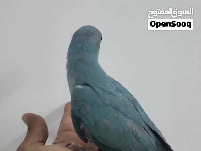الدره الملون ازرق وابيض الازرق ب 60  الابيض 70