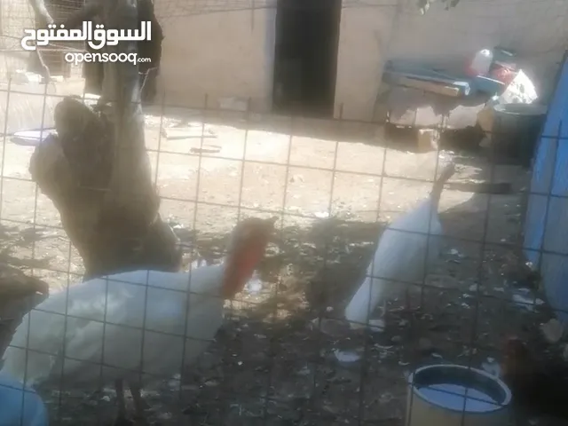 طقم حبش - عمان لواء الموقر