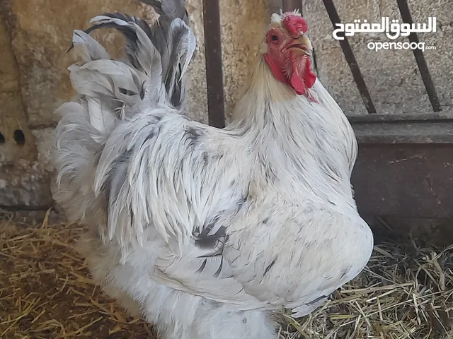 جاجه كوبرا راقده