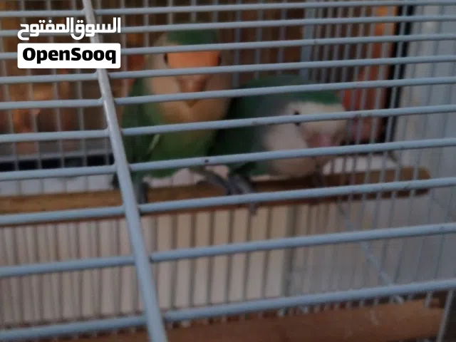 طيور بغبغاء من نوع روز