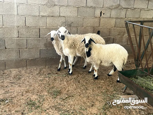 نعجـه ربي يبارك