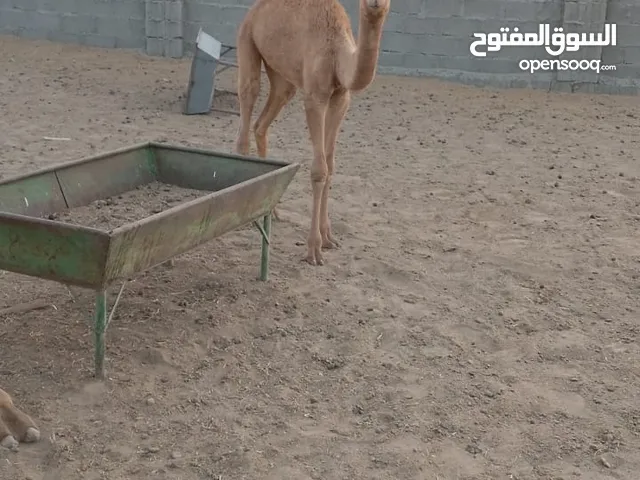 قعود للبيع