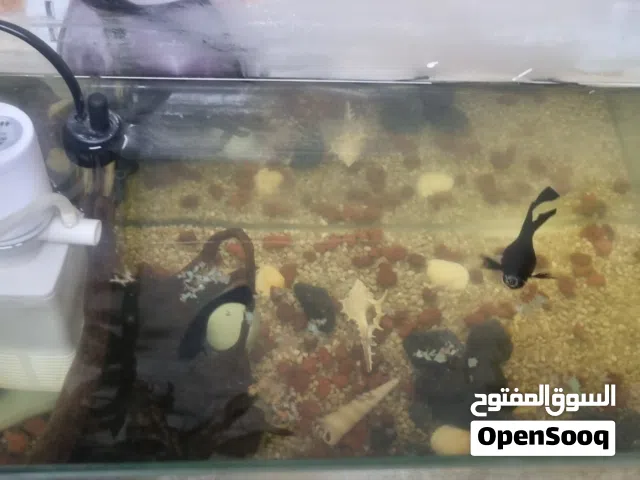 حوض سمك كامل بسمك للبيع
