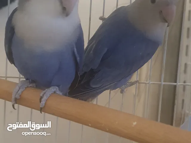 جوز طيور روز