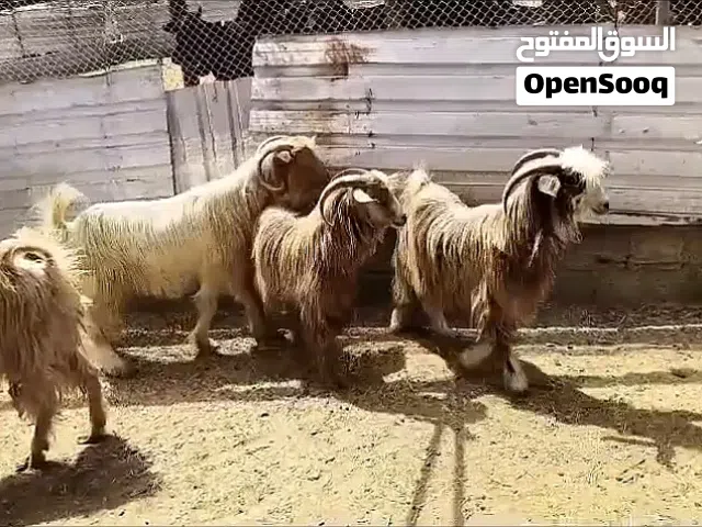 تيس متعافي وقوي
