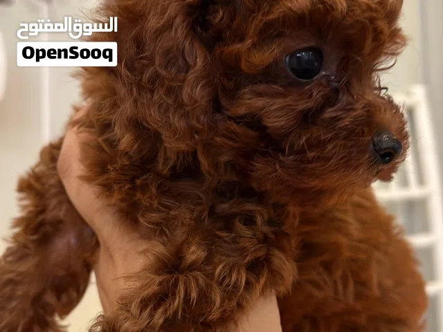 Teacup poodle