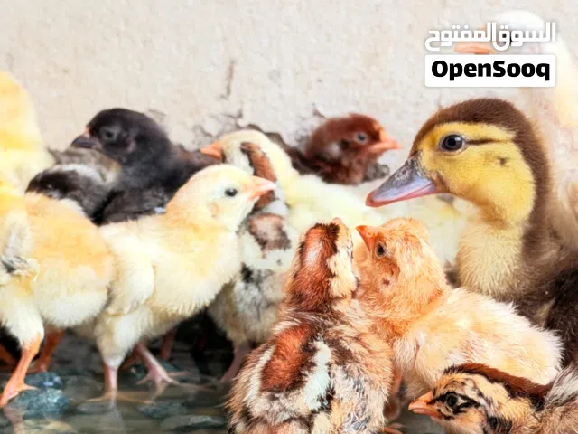 صيصان العمر سبوعي وشي تابع الاستمارة