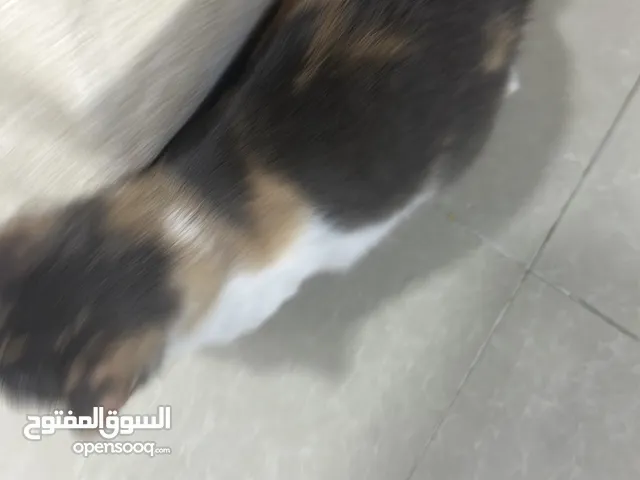 قطه شيرازي