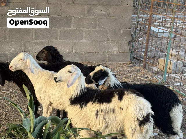 ذبايح الدار بصحة عاليه