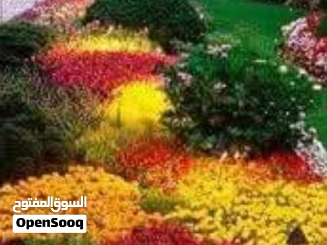 صاله زوز سرانتيات الله يبارك المكان عين زاره الحمودات كزيوني