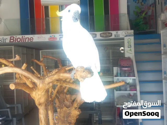 سيرفر كريست كوكاتو