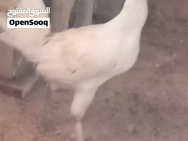 موجود ديك بلدي عمر 7 شهور  بديايه شغل