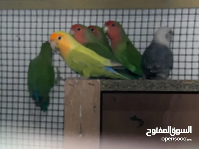 طيور لوفبيرد (روز) نصهم اوبلاين 20 حبه