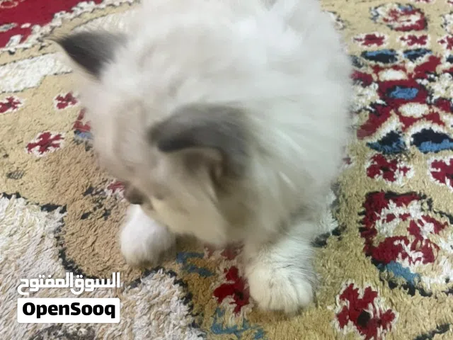 قطة شيرازي