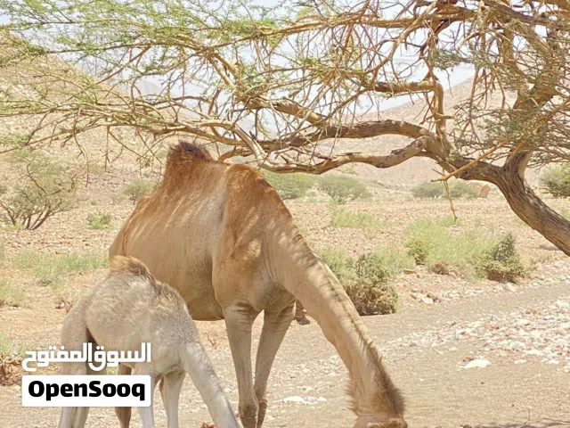 عزوف للبيع