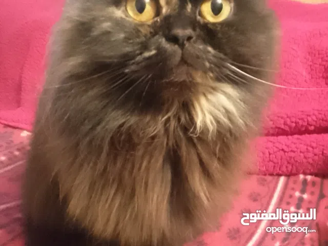 قطھ انثى للبيع