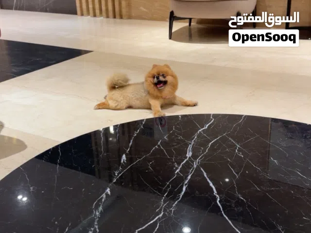 انثى عمرها 11 شهر ومطعمه وحالياً تبي ذكر ولعوبه ونظيفه الحجم الصغير الي ماتكبر