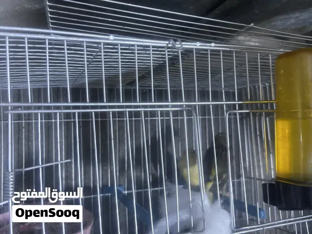 كناريات فول شرط تغريد