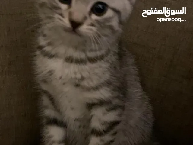 قطه وابناءها سيبيريه