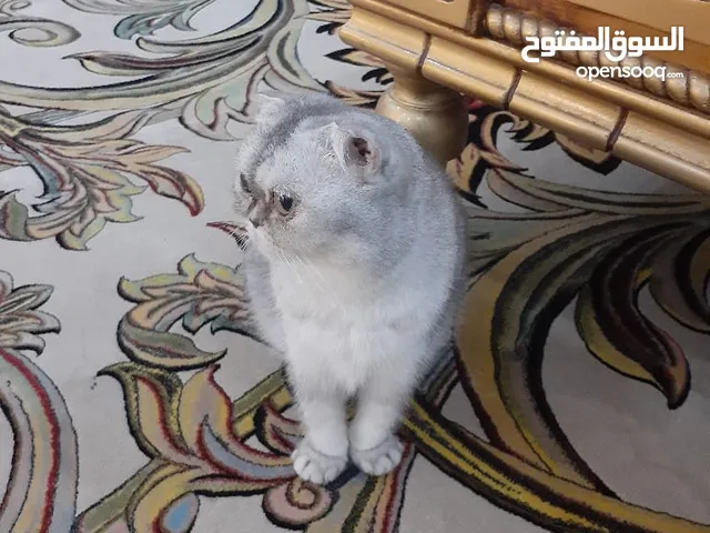 القطط نظيفين واخذين جميع لقاحات