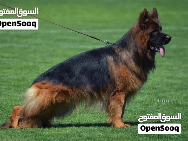 احتاج كلب للتبني