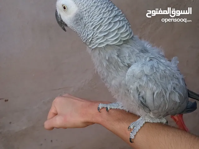 ببغاء زنجباري لاقوة الا بالله نص ترويض يمد في راسه ويتكلم