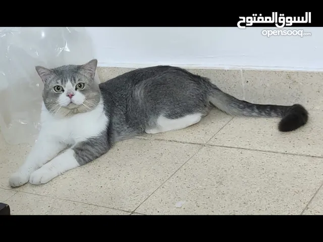 قط سكوتش ستريت بيعه مستعجله بسعر منخفض