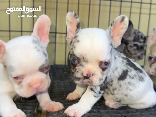 French puppies high Quality