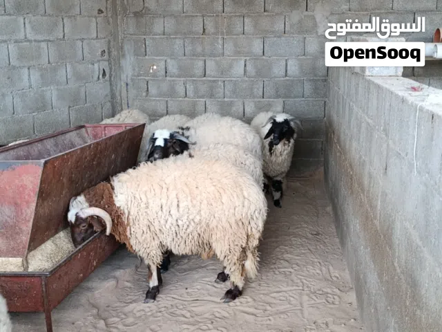 11 حولي للبيع