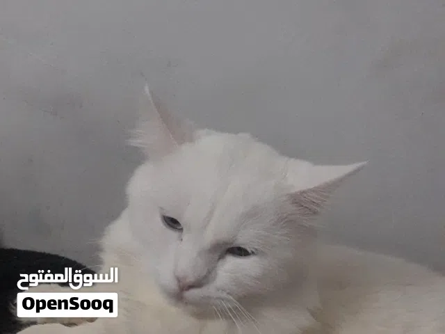 قط ذكر للتبني