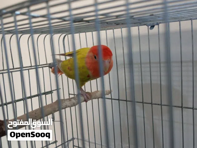 طيرة روز للبيع