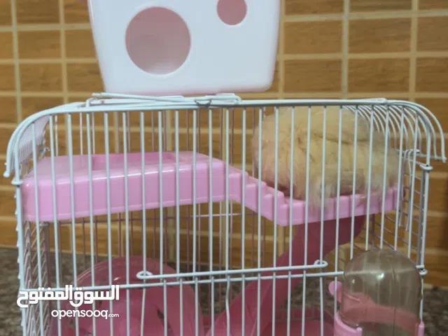 هامستر سوري مع قفص وطعام خاص للهامستر 30 دينار والسعر نهائي  يتوفر خدمة توصيل 3 دنانير