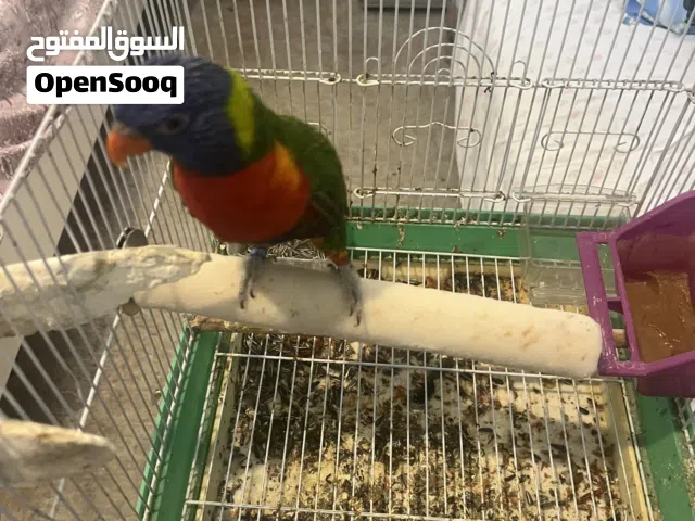 للبيع  بغبغاء لوري