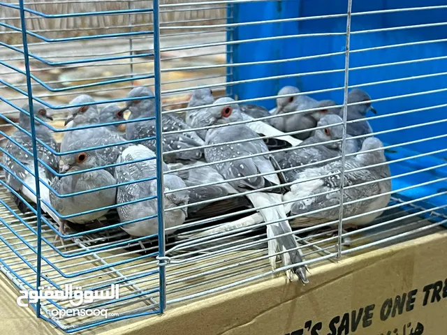 حمام ماسي (ملكي) للبيع الوصف مهم