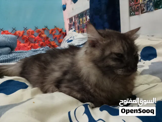 نشيط ويحب اللعب