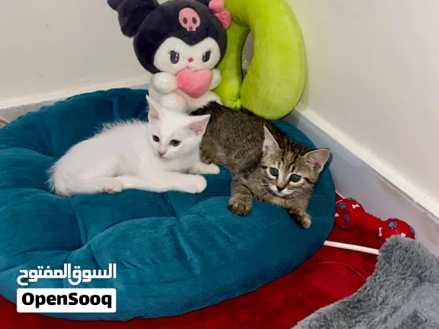 كتن بعمر من اب سكوتش وام تركش