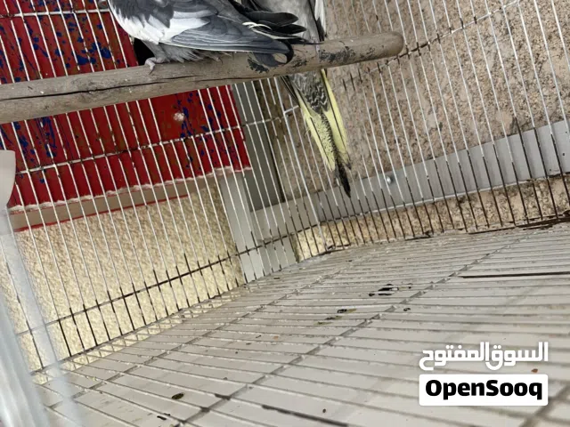 كوبية كوكتيل