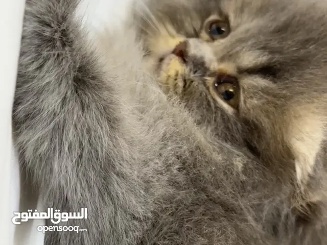 سكوتش فولد