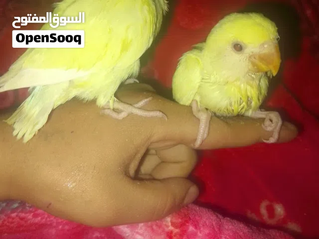 زوز فروخ روز عين عمراء للبيع