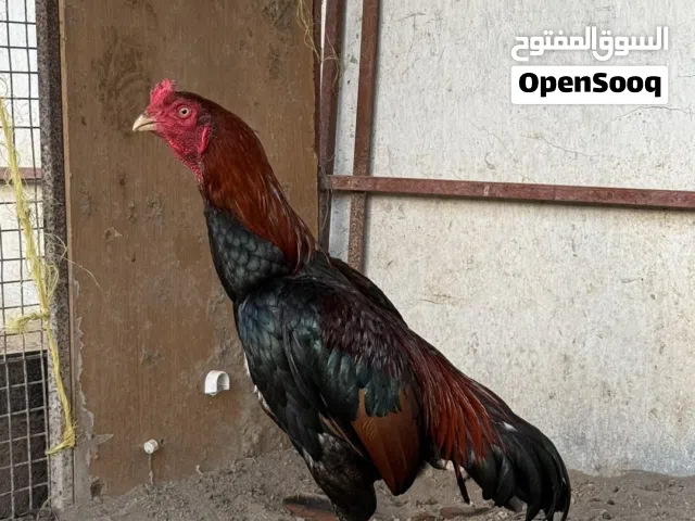 ديك باكستاني