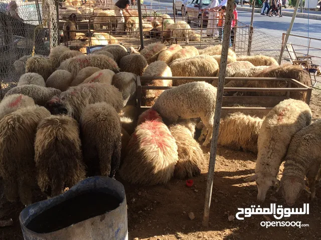 أضاحي بلدي/ روماني