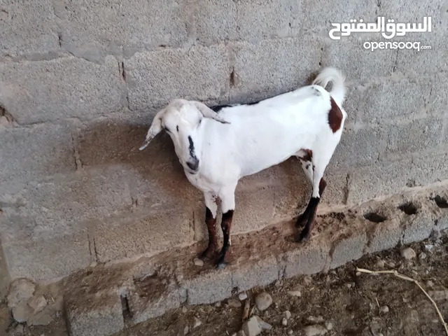 صخله مال صلاله جما