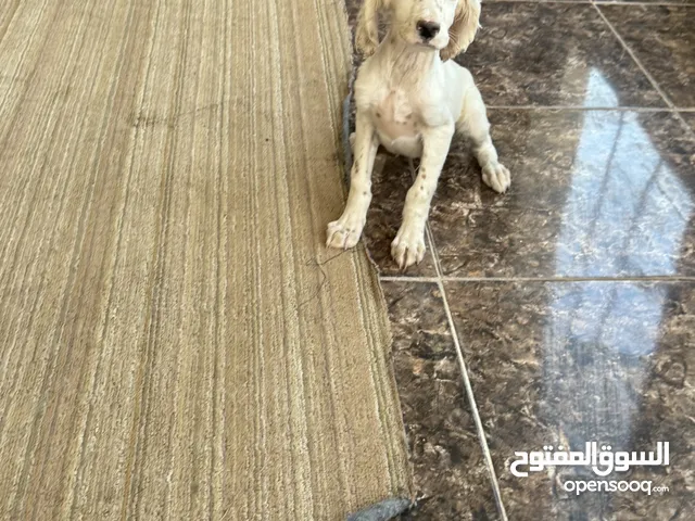 جراء انجليش ستر جاهزين للتدريب